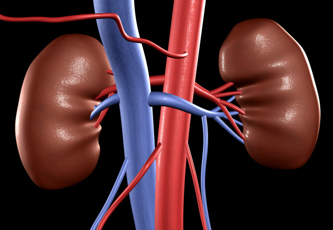 How to Protect your kidneys and Kidney Health Tips