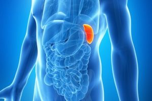 Best 6 Natural Remedies To Treat Spleen Problems - Yabibo