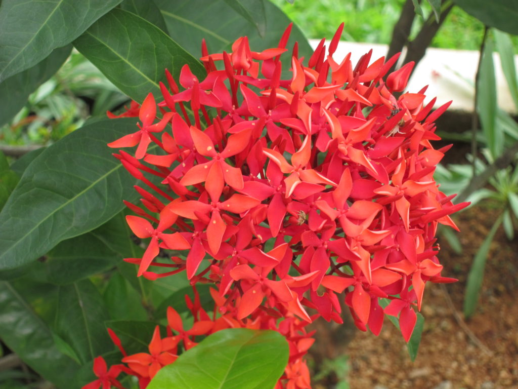 Pretty and beautiful flowers for you - Yabibo