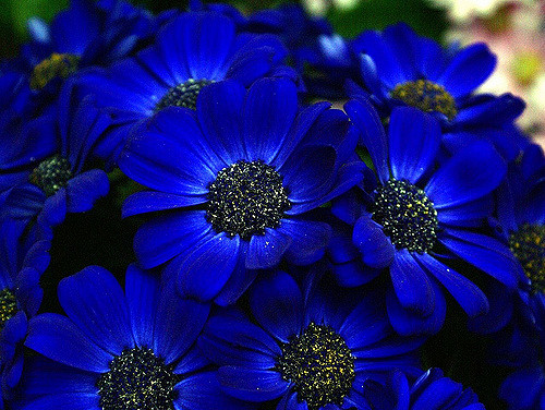 10 Most Beautiful Blue Flowers In The World - Yabibo