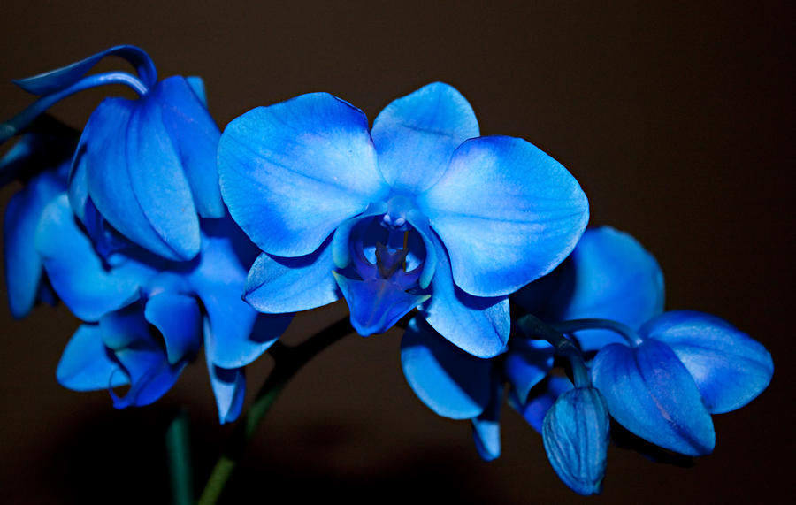 blue orchid flower, blue flowers, blue flower 