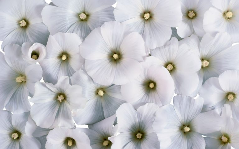 10 Most Loveliest White Flowers In The World