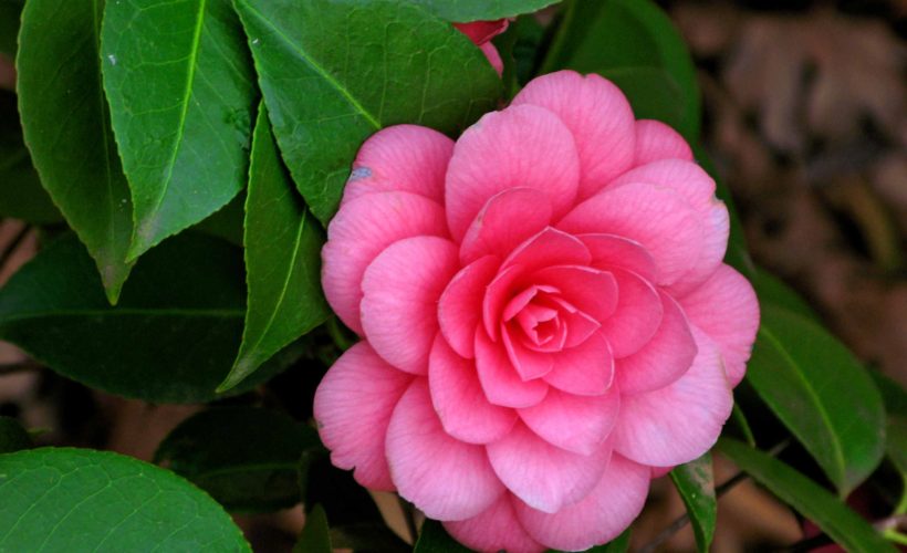 camellias free 820x500