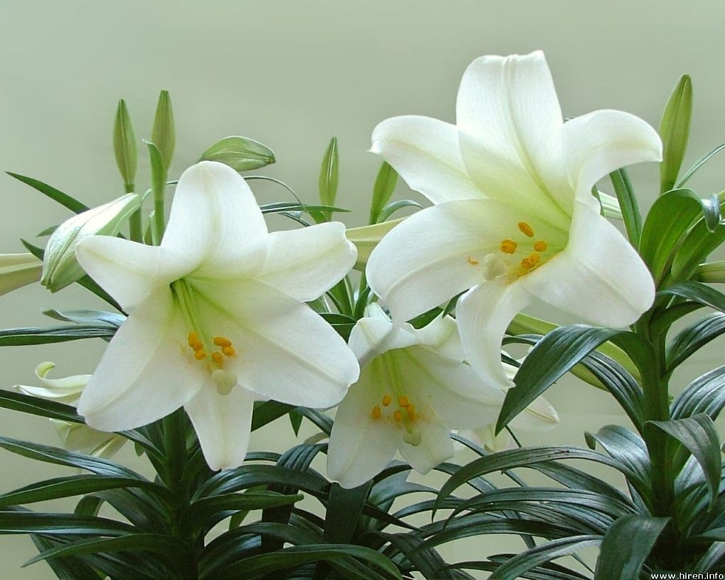 Health And Medicinal Benefits Of White Lily Flower - Yabibo