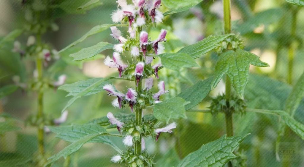 15-proven-benefits-of-motherwort-tea-yabibo