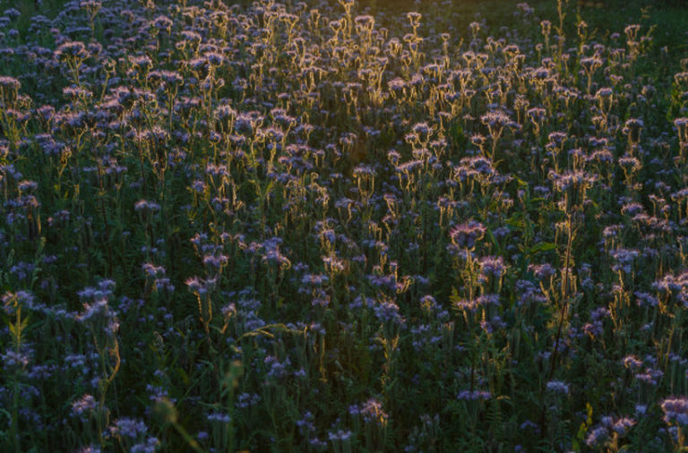 13 Surprising Blue Tansy Essential Oil Substitute