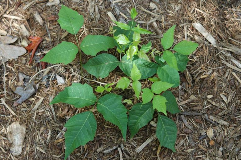 Symptoms and Prevention of Poison Sumac