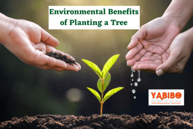 10 Environmental Benefits Of Planting A Tree