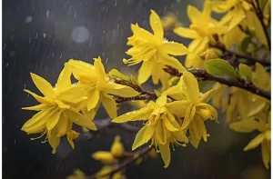 Rainy Season Beauties: The Best Monsoon Flowers