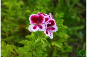 Rainy Season Beauties: The Best Monsoon Flowers