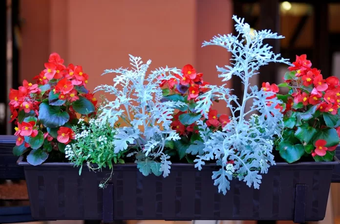 Top Seasonal Winter Flowers to Brighten One’s Garden