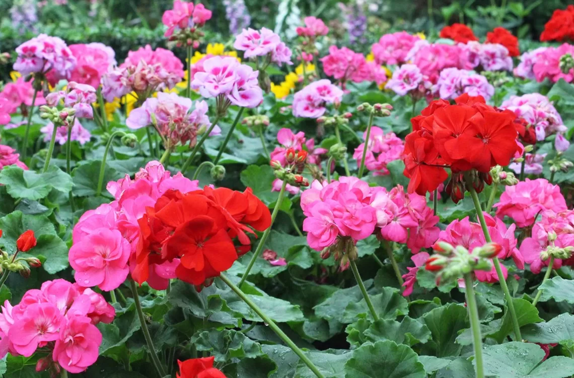 Top Seasonal Winter Flowers to Brighten One’s Garden 