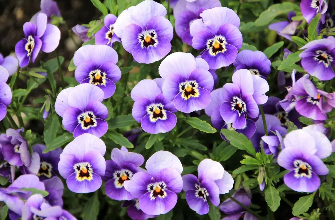 Top Seasonal Winter Flowers to Brighten One’s Garden 